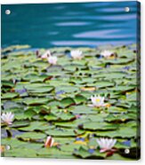 Water Lilies Acrylic Print