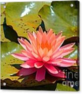 Water Lilly Acrylic Print