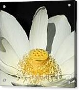 Water Lilly Acrylic Print