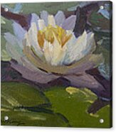 Water Lily 1 Acrylic Print