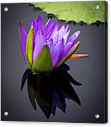 Water Lily #12 Acrylic Print