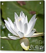 Water Lily 20120627_34a Acrylic Print