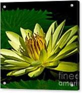 Water Lily 2014-14 Acrylic Print