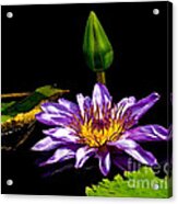 Water Lily 2014-6 Acrylic Print