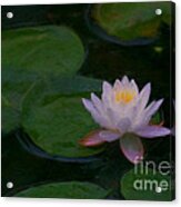 Water Lily Dreams Acrylic Print
