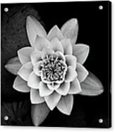 Water Lily Acrylic Print