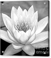 Water Lily In Black And White Acrylic Print