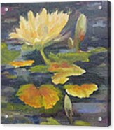 Water Lily In The Fountain Acrylic Print