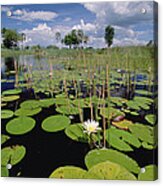 Water Lily Okavango Delta Botswana Acrylic Print