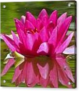 Water Lily Pink Acrylic Print