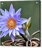 Water Lily Reflections Acrylic Print