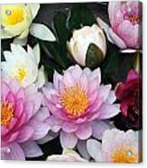 Water Lily Series -2 Acrylic Print