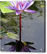 Water Lily - Shaded Acrylic Print