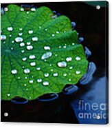 Waterdrops On Lilypad Acrylic Print