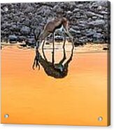 Waterhole Sunset - Springbok Antelope Photograph Acrylic Print