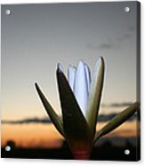 Waterlilly 3 Acrylic Print