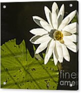 Waterlily Through A Fence Acrylic Print