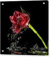 Water Rose #2 Acrylic Print