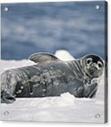 Weddell Seal Pup Half Moon Island Acrylic Print