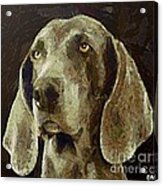 Weimaraner Dog Acrylic Print