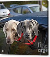 Weimaraner Dogs In Car Acrylic Print