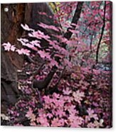 West Fork Fall Colors Acrylic Print