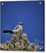 Western Bluebird-arizona V3 Acrylic Print