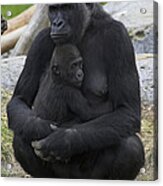 Western Lowland Gorilla Mother And Baby Acrylic Print