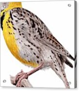 Western Meadowlark Acrylic Print