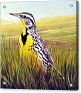 Western Meadowlark Acrylic Print