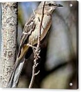 Western Mockingbird Acrylic Print