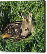 Western Roe Deer Fawn Resting Acrylic Print