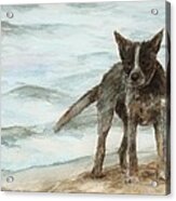 Wet Dog - Cattle Dog Acrylic Print