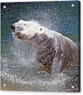 Wet Polar Bear Acrylic Print