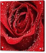Wet Red Rose Acrylic Print