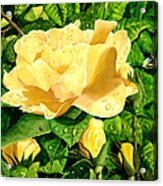 Wet Yellow Rose Acrylic Print