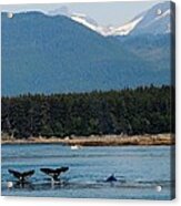 Whales In Alaska Acrylic Print