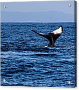 Whale's Tail Acrylic Print