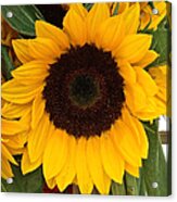 What A Sunflower Acrylic Print