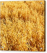 Wheat Crop In A Field, Willamette Acrylic Print