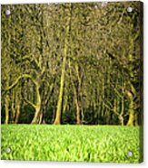 Wheat Field Acrylic Print