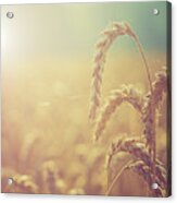 Wheat Growing In The Sunlight Acrylic Print