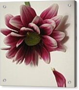 When A Daisy Cries Acrylic Print