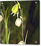 Whispers Acrylic Print