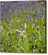 White Amongst The Blue Acrylic Print