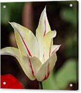 White And Red Flower Acrylic Print