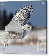 White Angel - Snowy Owl In Flight Acrylic Print