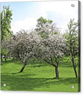 White Apple Blossoms And Austrian Landscape Acrylic Print