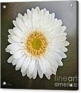 White Bergera Daisy 1 Acrylic Print