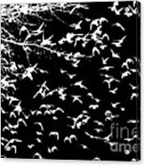 White Blackbirds On Black Acrylic Print